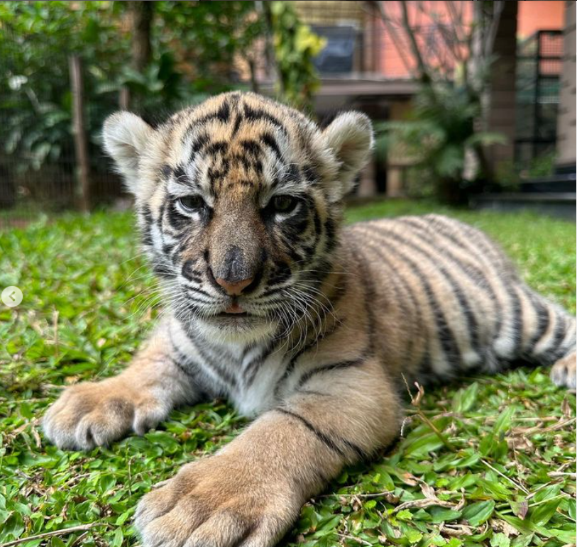 Mengenal Harimau Benggala Satwa Langka Yang Dipelihara Alshad Ahmad