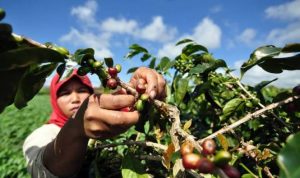 Jabar Harus Miliki Kebun Inti Kopi