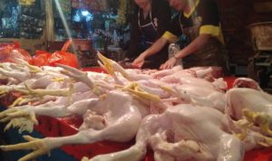 Daging Ayam Berangsur Turun