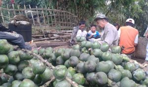 Berkah Kampung 'Caruluk'