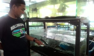 Ikan Predator Ini Mendadak Diburu Warga