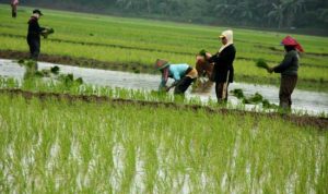 Generasi Petani Terancam Hilang