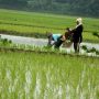 Generasi Petani Terancam Hilang