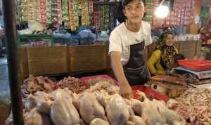 Harga Daging Ayam Merangkak Naik