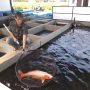 Ikan Koi Cibeber Raih Juara Nasional