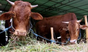 Jumlah Hewan Kurban Naik 80 Persen