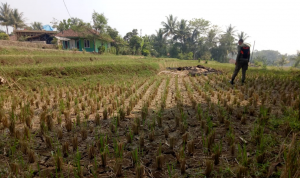 Ratusan Hektar Sawah Kering