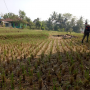 Ratusan Hektar Sawah Kering