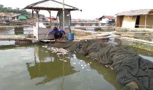 Ikan Jangari Mati Mendadak, Diduga Akibat Buangan Limbah.