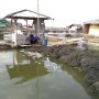 Ikan Jangari Mati Mendadak, Diduga Akibat Buangan Limbah.