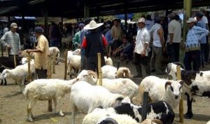 Pedagang Hewan Kurban di Pusat Kota Akan Direlokasi Pedagang Hewan Kurban di Pusat Kota Akan Direlokasi