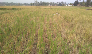 Petani Haurwangi Gagal Panen