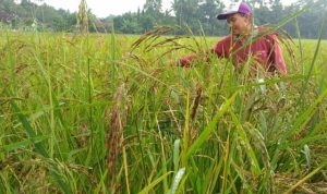 Cianjur Kembangkan Varietas Beras Hitam