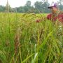 Cianjur Kembangkan Varietas Beras Hitam