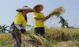 Baraya Eka Sastra Gelar Panen Raya