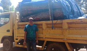 Pelaku Penjarahan Kayu di Lahan HGU Diamankan