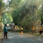 Pohon Tumbang Tutup Jalan Menuju Cisel