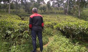 Revitalisasi Perkebunan dan Dilema Penjarahan Lahan (3)