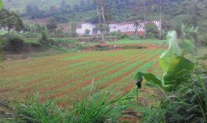 Revitalisasi Perkebunan dan Dilema Penjarahan Lahan (5)