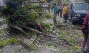 Keberadaan Pohon 'Kakija' Mulai Mengancam