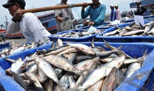 Jumlah Tangkapan Ikan Laut Masih Minim