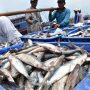 Jumlah Tangkapan Ikan Laut Masih Minim