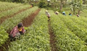 Alokasi Tak Sesuai eRDKK Sebabkan Pupuk Subsidi Langka