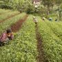 Ratusan Petani Setuju Adanya Penataan dari PT MPM