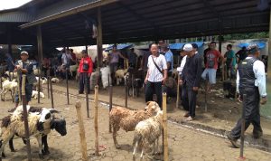 Pedagang di Pasar Hewan Tolak Relokasi