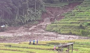 Ribuan Meter Tanaman Padi Siap Panen Tertimbun