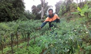 Harga Cabai Rawit Melambung Tembus Rp 60 Ribu/Kilogram