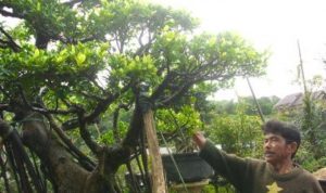 Pemkab Jangan Diam, Petani Bonsai Butuh Bantuan Lahan