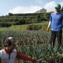 Petani Sayur Keluhkan Mahalnya Harga Pupuk