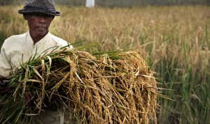 Sawah Mengering, Ribuan Petani Terancam Nganggur