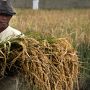 Sawah Mengering, Ribuan Petani Terancam Nganggur