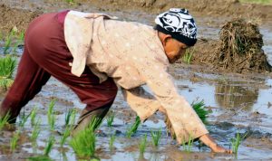 210 Hektar Tanaman Padi Puso