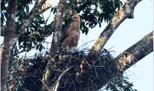 Anak Burung Garuda Kembali Ditemukan di TNGGP