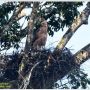 Anak Burung Garuda Kembali Ditemukan di TNGGP