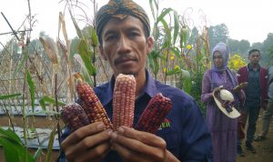 Biji Jagung Warna-warni Dijual Rp 500,-/Biji Biji Jagung Warna-warni Dijual Rp 500,-/Biji
