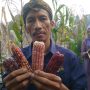Biji Jagung Warna-warni Dijual Rp 500,-/Biji