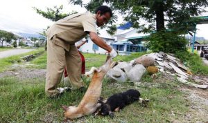 Anjing Liar Dieliminasi