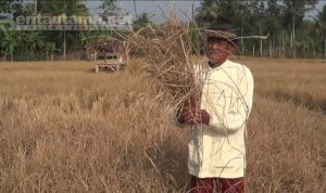 Kekeringan di Cianjur Meluas, Sudah 76 Desa Terdampak Kekeringan di Cianjur Meluas, Sudah 76 Desa Terdampak