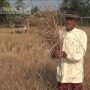 Kekeringan di Cianjur Meluas, Sudah 76 Desa Terdampak