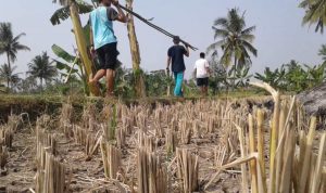 Cianjur Siaga Bencana Kekeringan