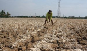 Petani Diimbau Tanam Palawija