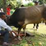 Pelaksanaan Kurban di Rumah Dinas Gubernur Jabar