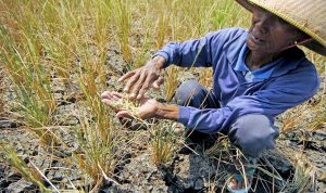 Tanaman Padi Puso, Petani Rugi Rp 69,8 Miliar