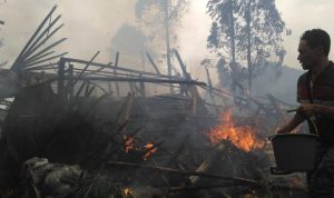 Green House Jamur Ludes Terbakar