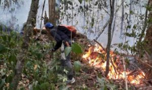 150 Hektar Hutan Taman Nasional Gunung Ciremai Hangus Terbakar