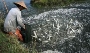 Dinas Kelautan Uji Coba Budidaya Ikan Bandeng